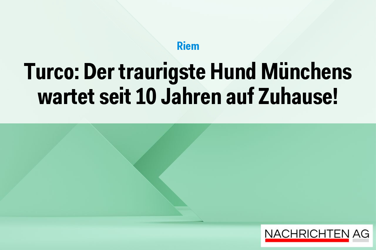 Turco: Der traurigste Hund Münchens wartet seit 10 Jahren auf Zuhause!